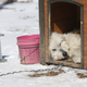 This image shows a dog rescued from a suspected puppy mill in Arkansas in 2015. Many of the dogs were found outdoors, without any protection from the freezing cold.